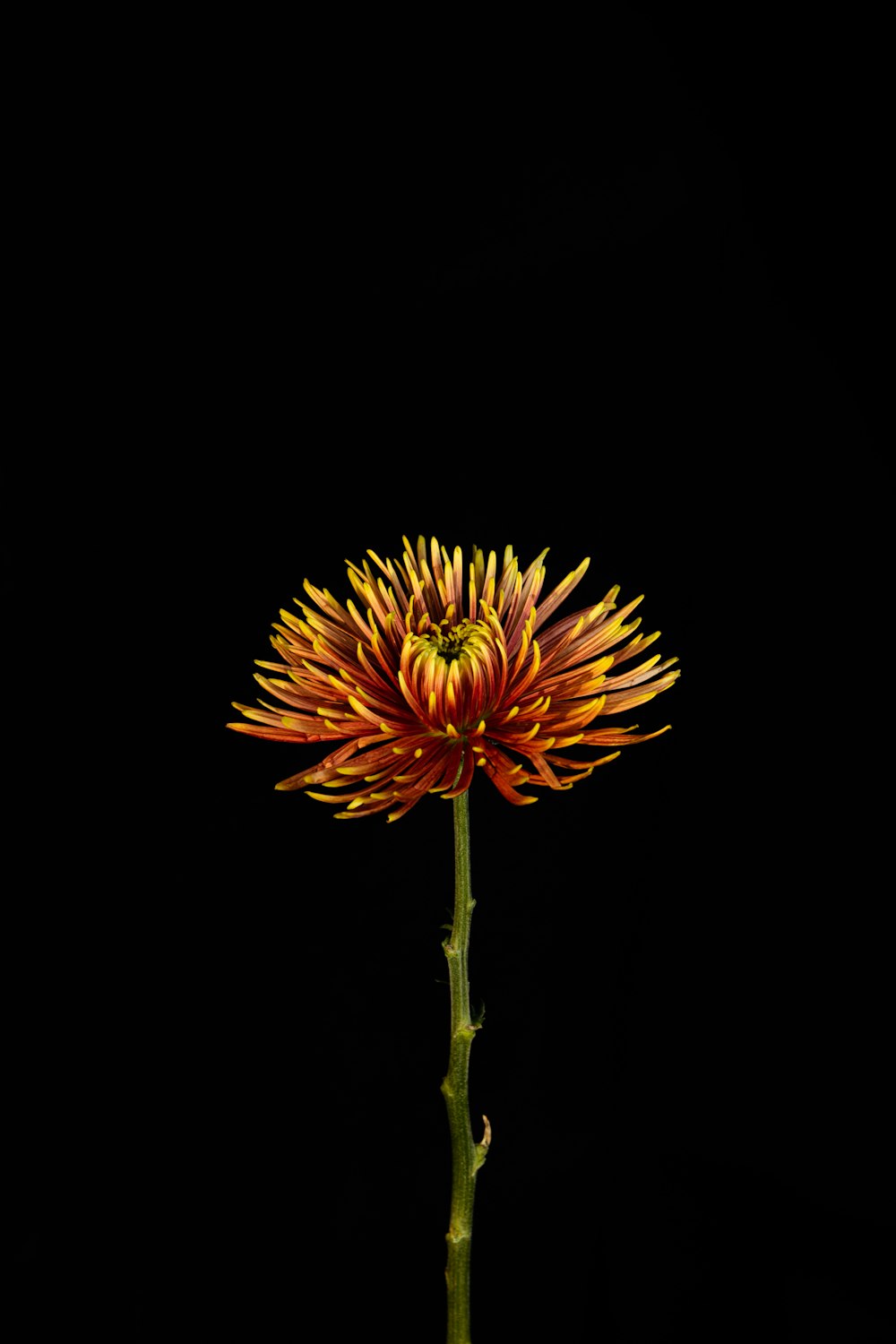 yellow-petaled flower