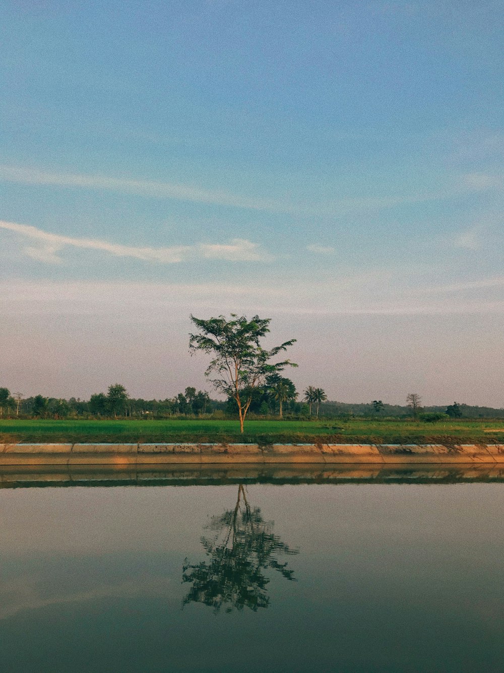 rice field