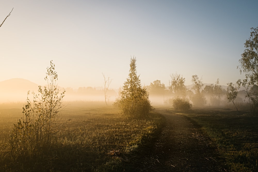 road in forest