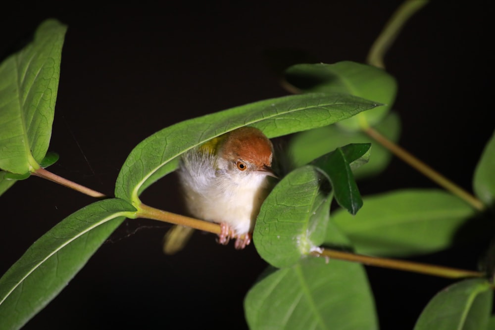 white and brown bird perching on green leafed plant