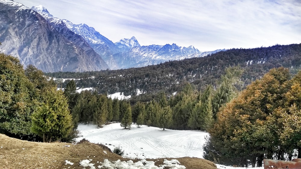 wide-angle photography of green trees and mountain range