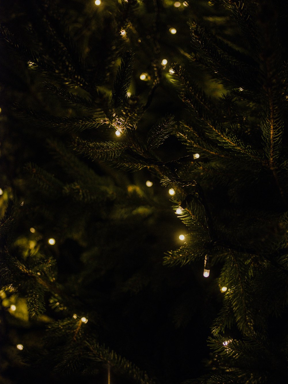 guirnalda de luces navideñas encendidas