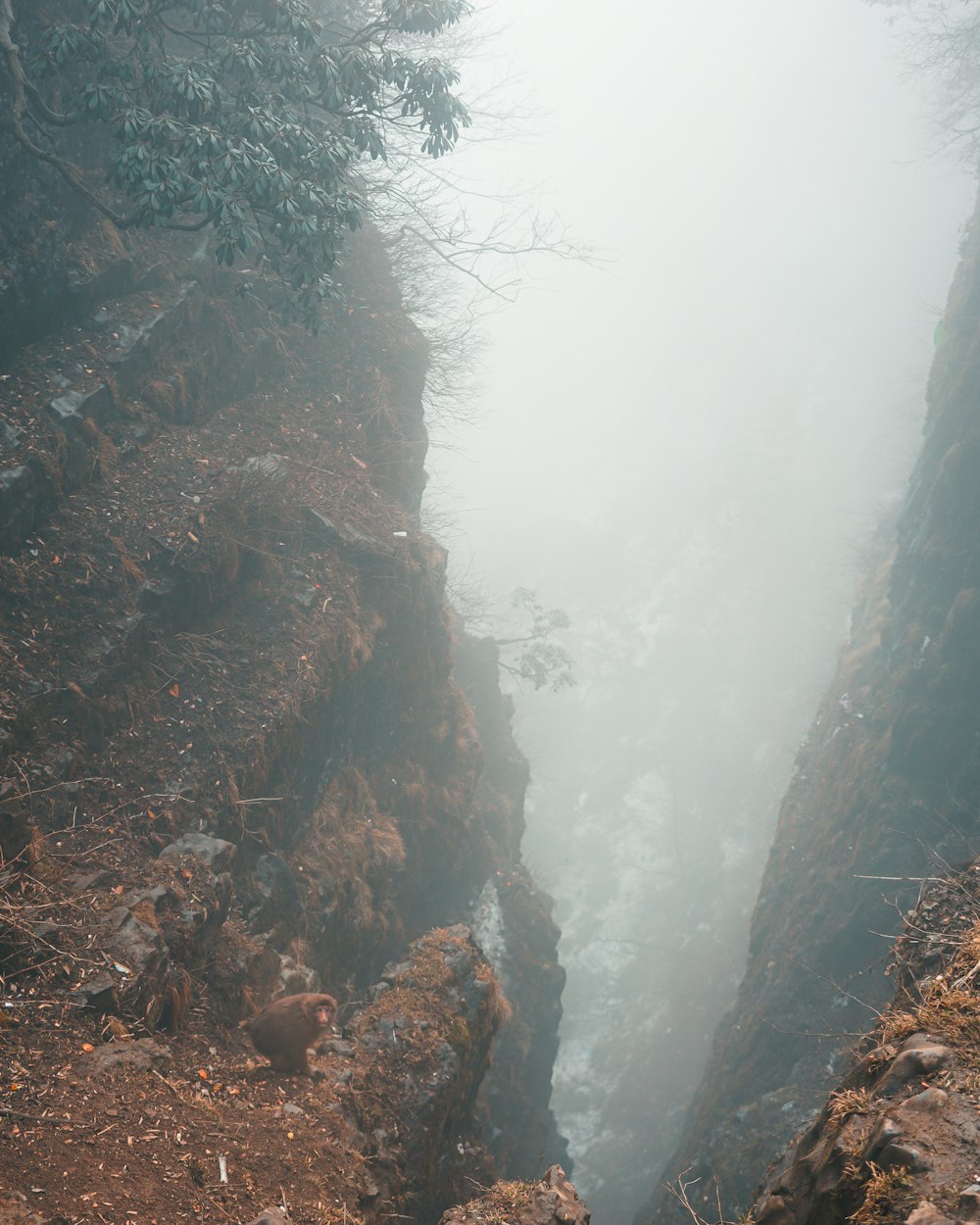 a narrow rocky path in the middle of a forest