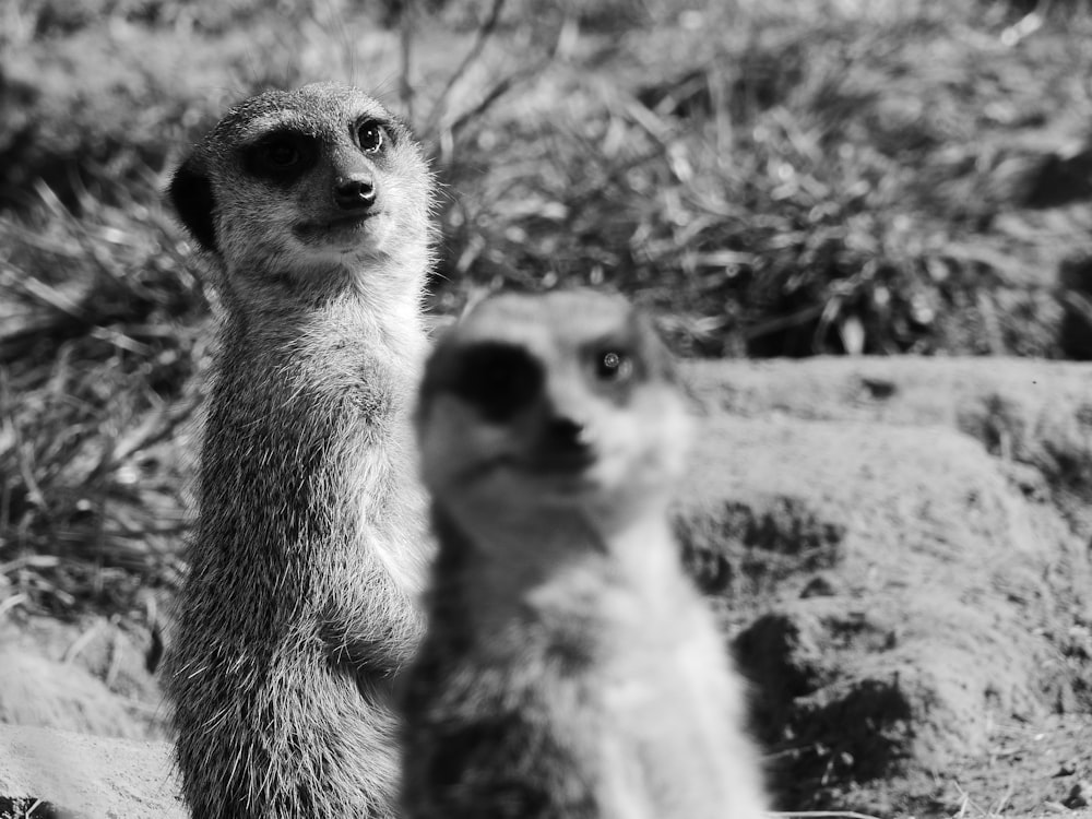 grayscale photography of two ferrets