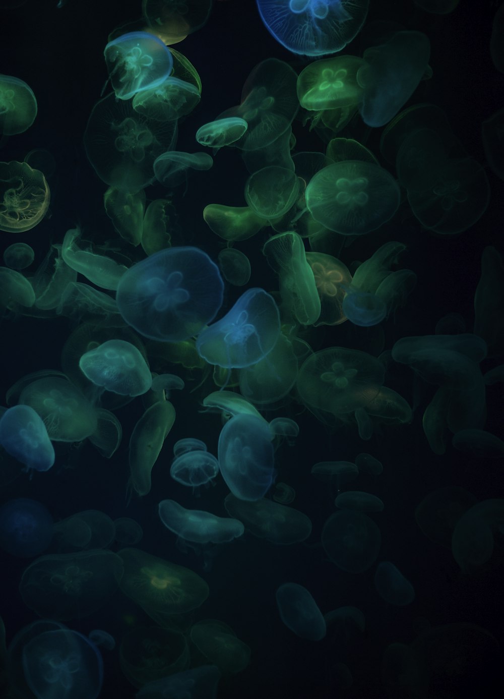 green jellyfish