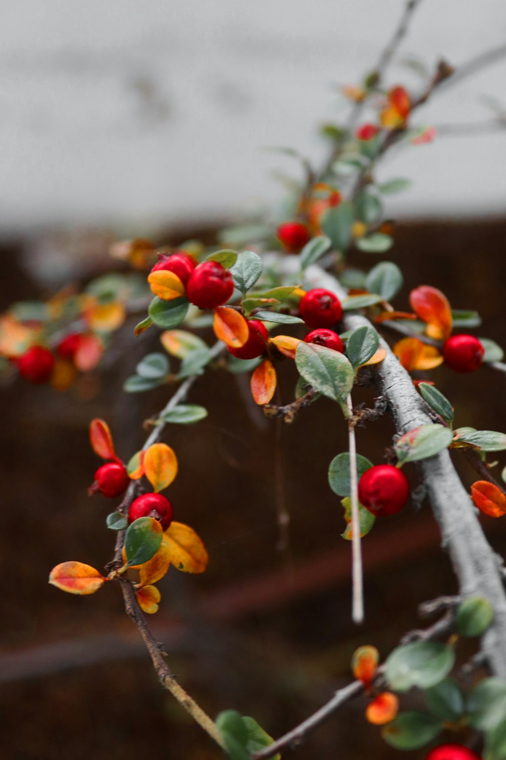 a close up of a branch with berries on it