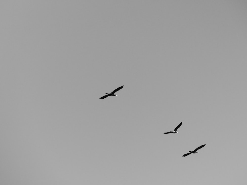 three black birds ]