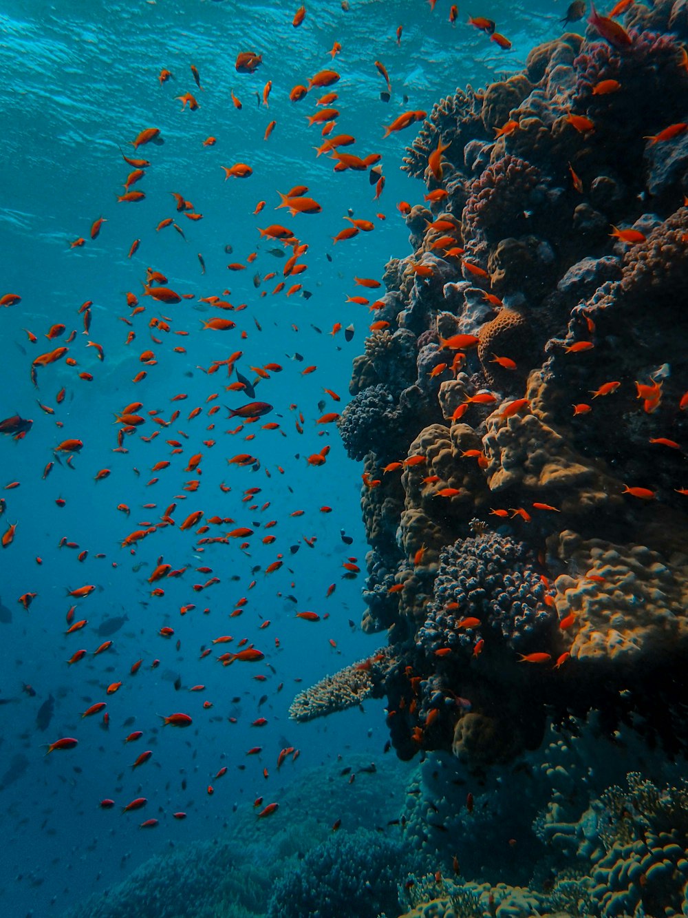 school of orange fish