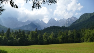 green pine trees and grass field scenery