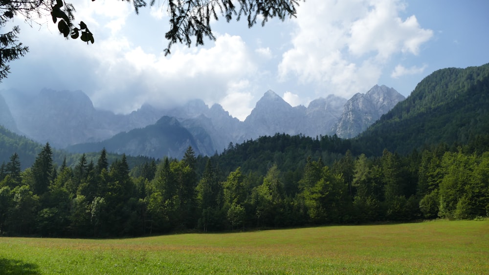 green pine trees and grass field scenery