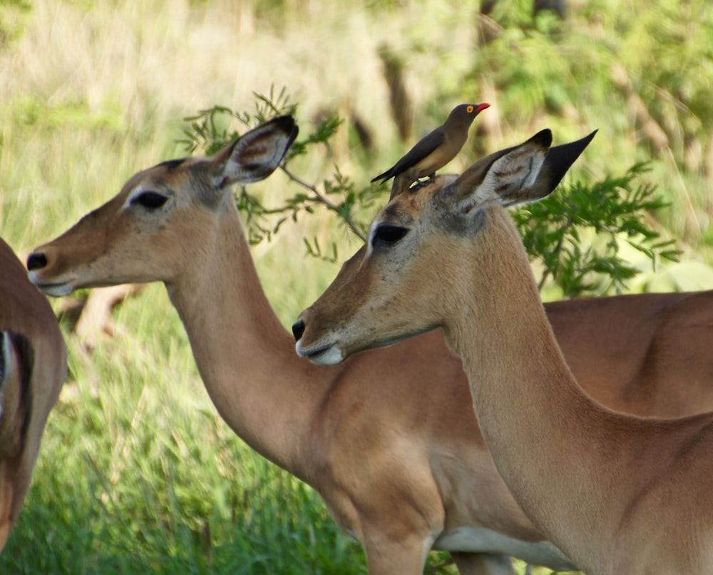 brown deer walking on grass field