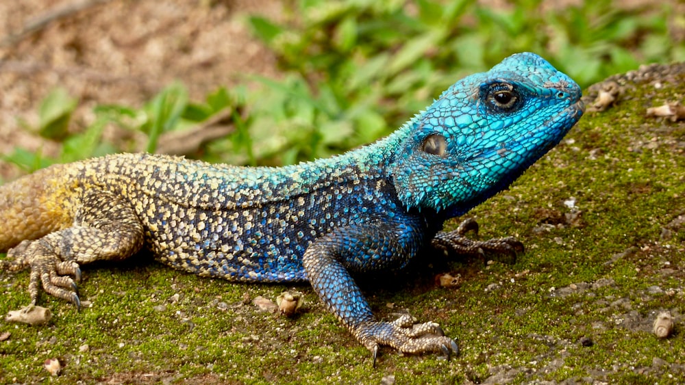 blue and grey lizard during daytime