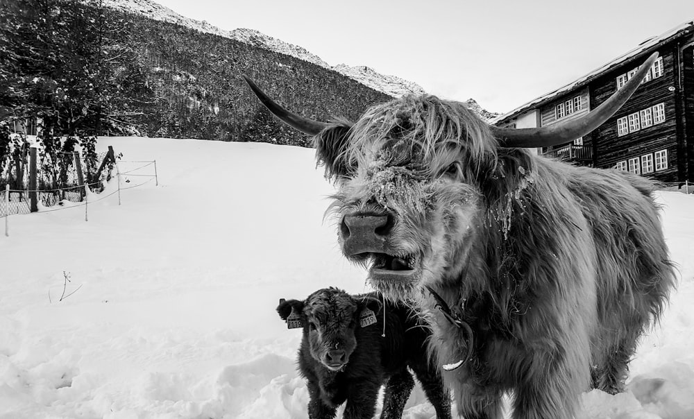 grayscale photo of bull