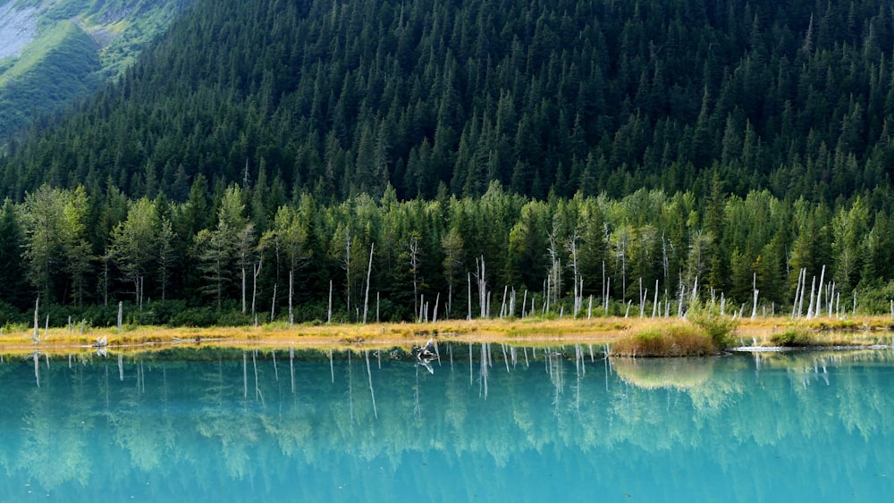 photography of green pine trees during daytime