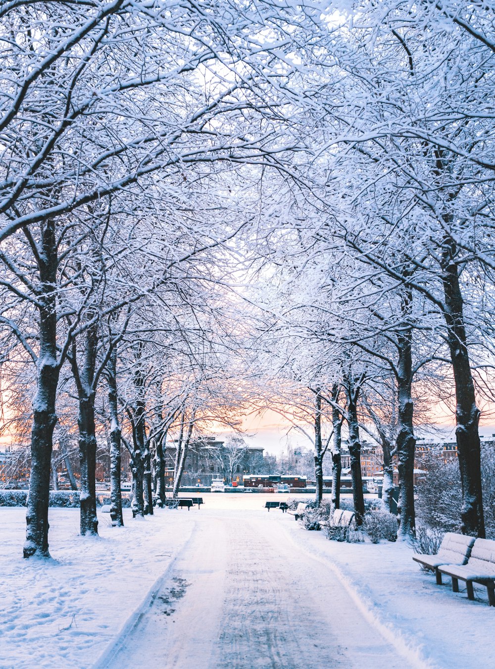 photography of snow-covered road and trees during daytime