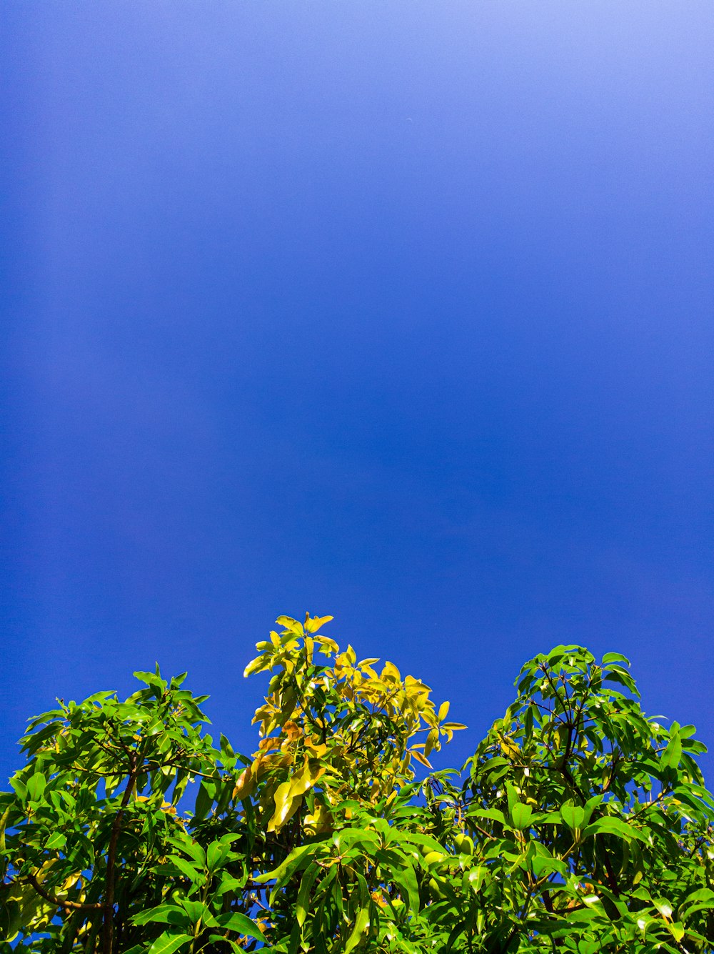 arbre à feuilles vertes sous le ciel bleu