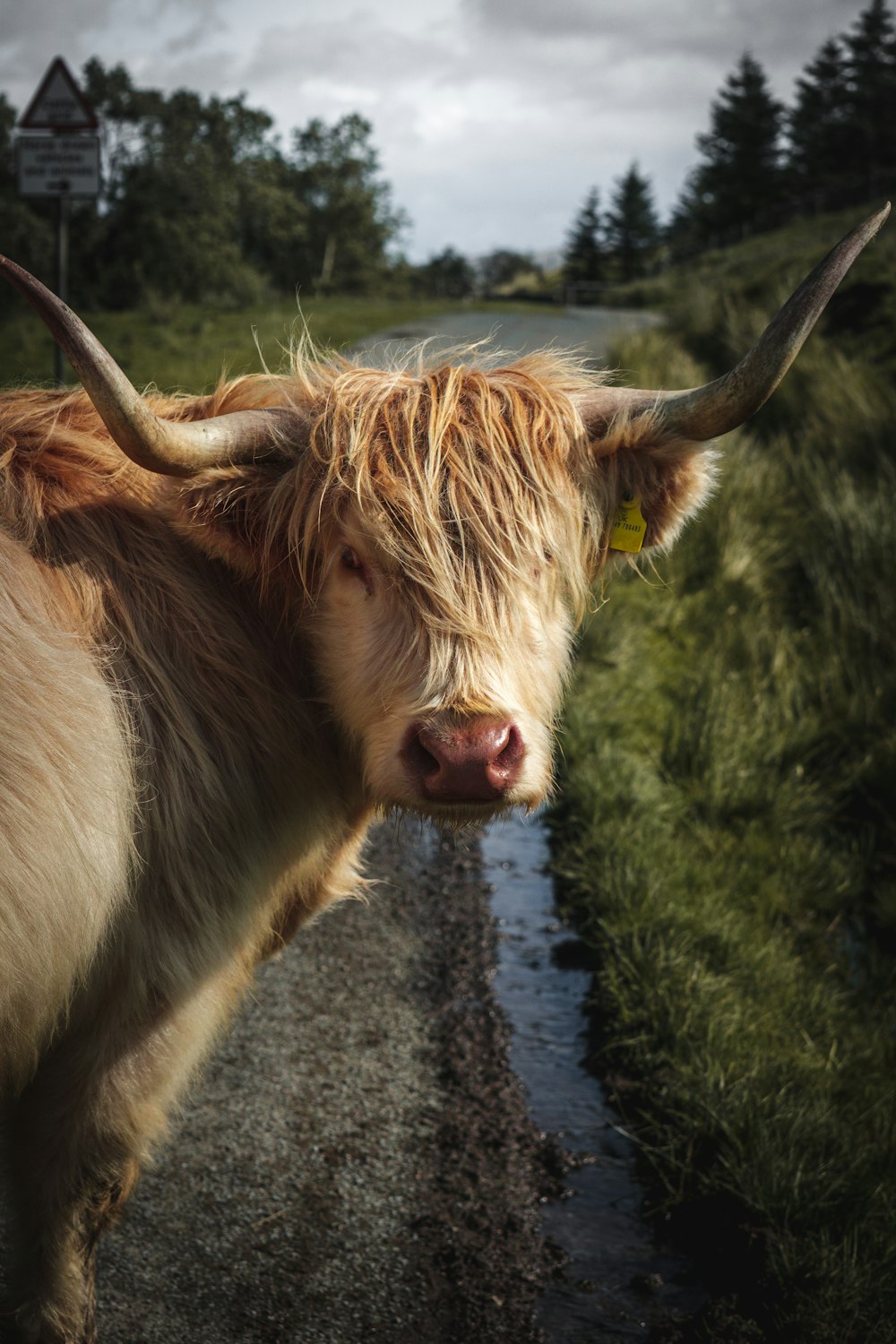 brown cow