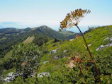 A scenic view of the Andes mountains with native plants in the foreground.