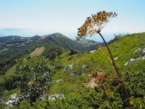 A scenic view of the Andes mountains with native plants in the foreground.