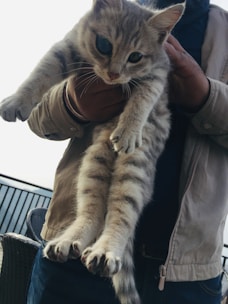 A small, gray tabby kitten is being held by a person wearing a beige jacket. The kitten has big, curious eyes and its paws are hanging down. The background shows a railing and some outdoor furniture, suggesting it is on a balcony or patio.