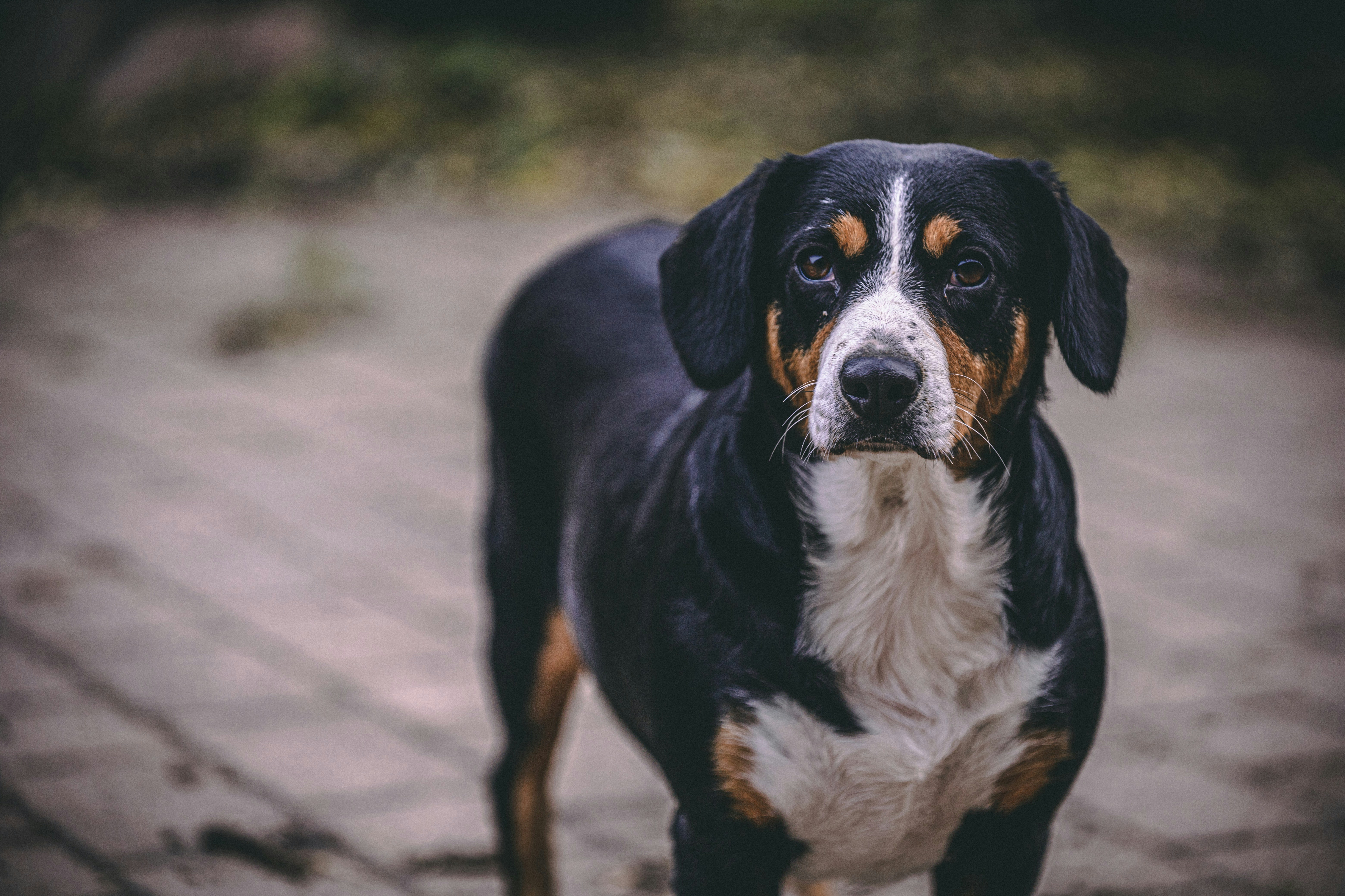Greater Swiss Mountain Dog