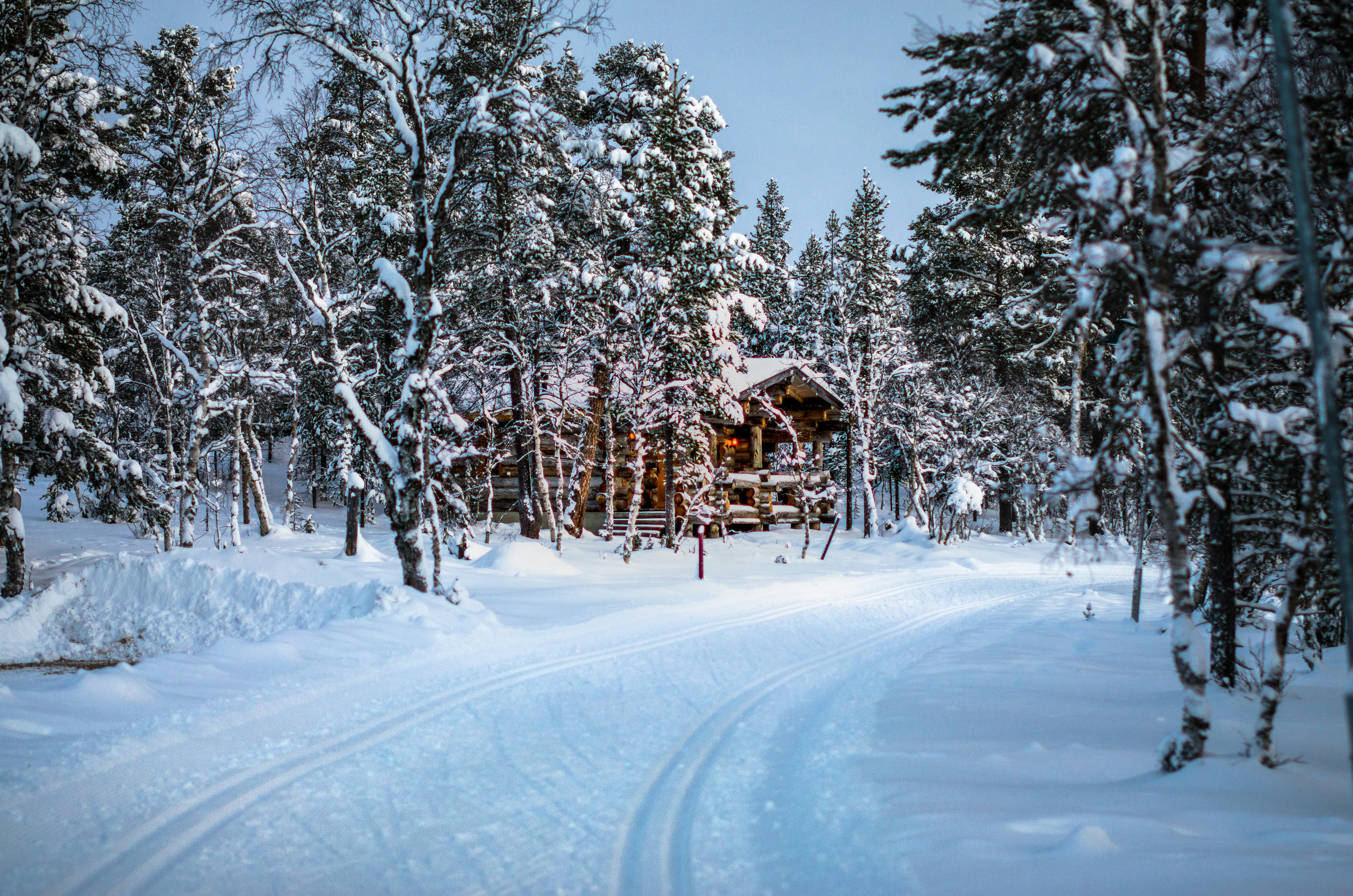 green leafed trees and brown cabin north pole teams background