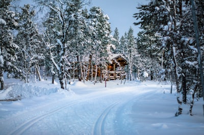 green leafed trees and brown cabin north pole teams background
