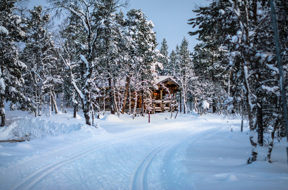 grün belaubte Bäume und braune Hütte