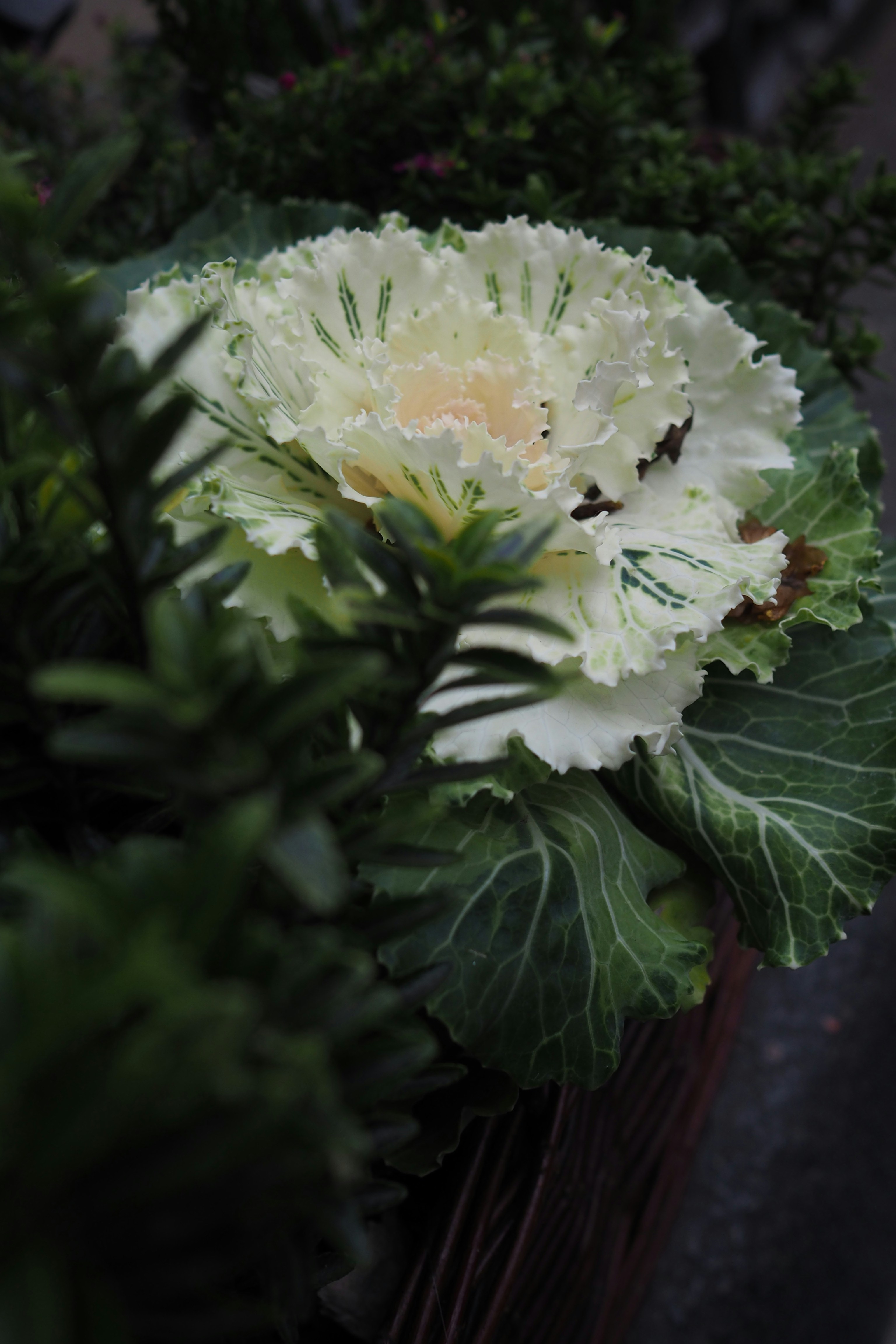 white flower with green leaves