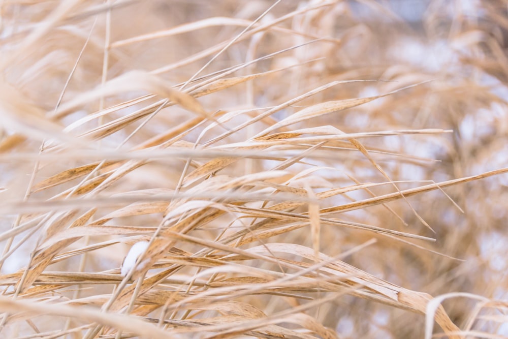 photographie de champ d’herbe brune