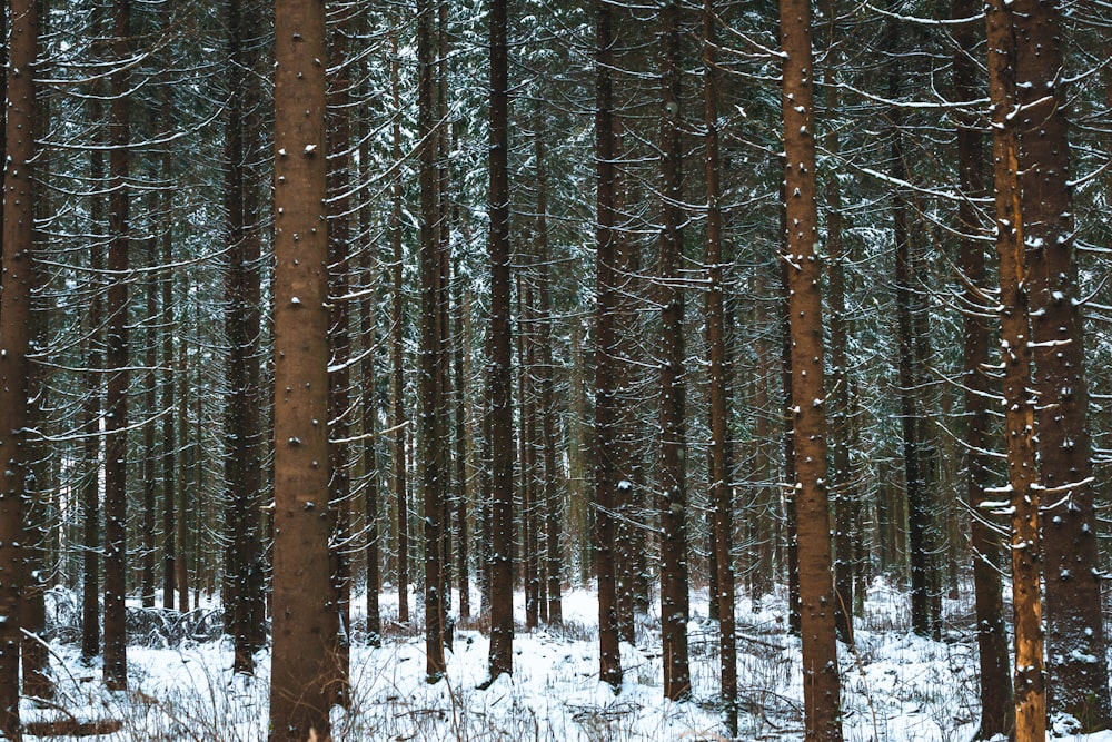 photographie d’arbres de forêt