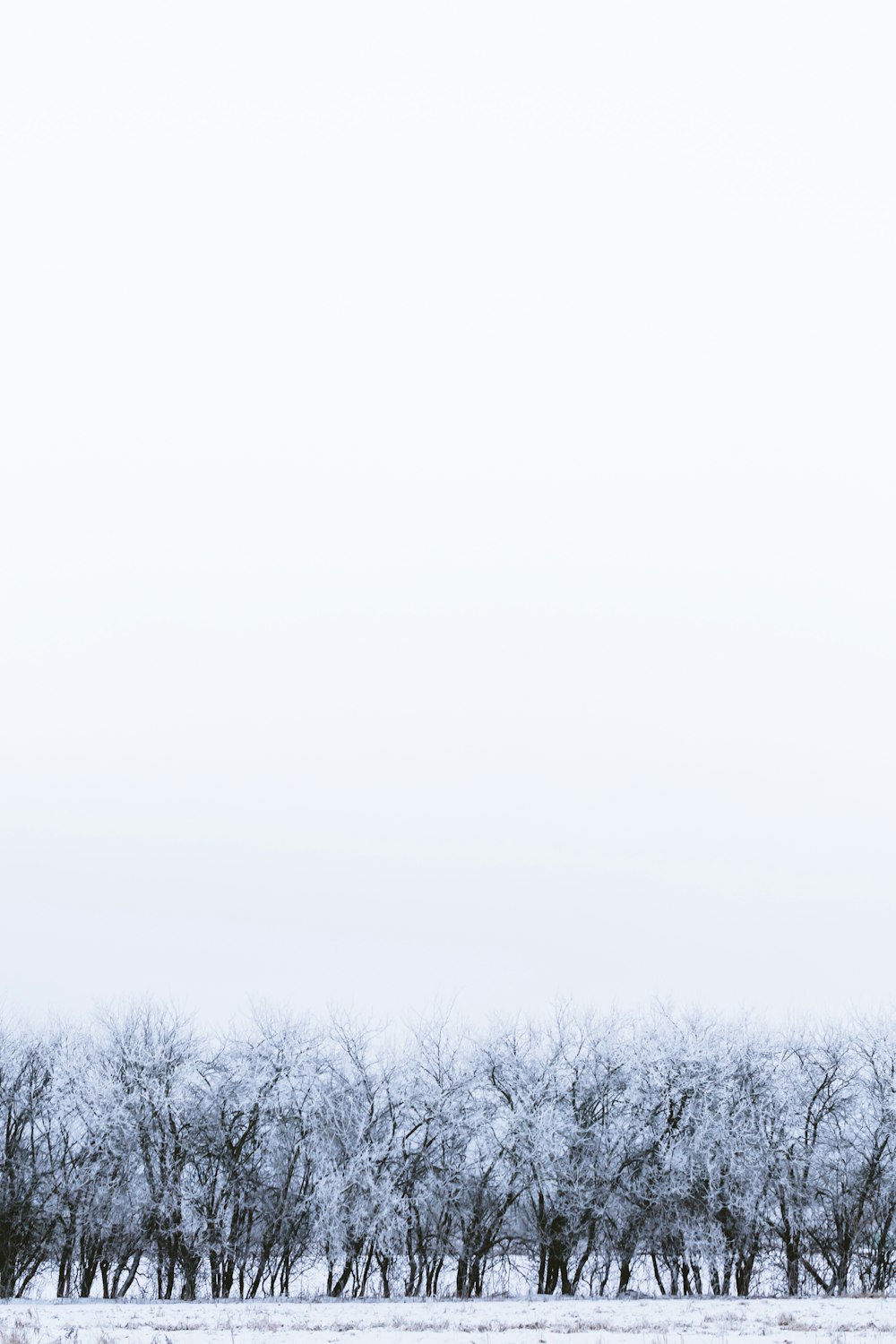 alberi grigi durante il giorno