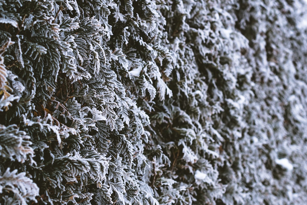 a close up of a wall covered in snow