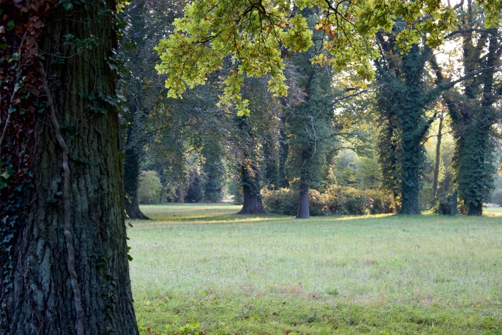 lined trees during daytime