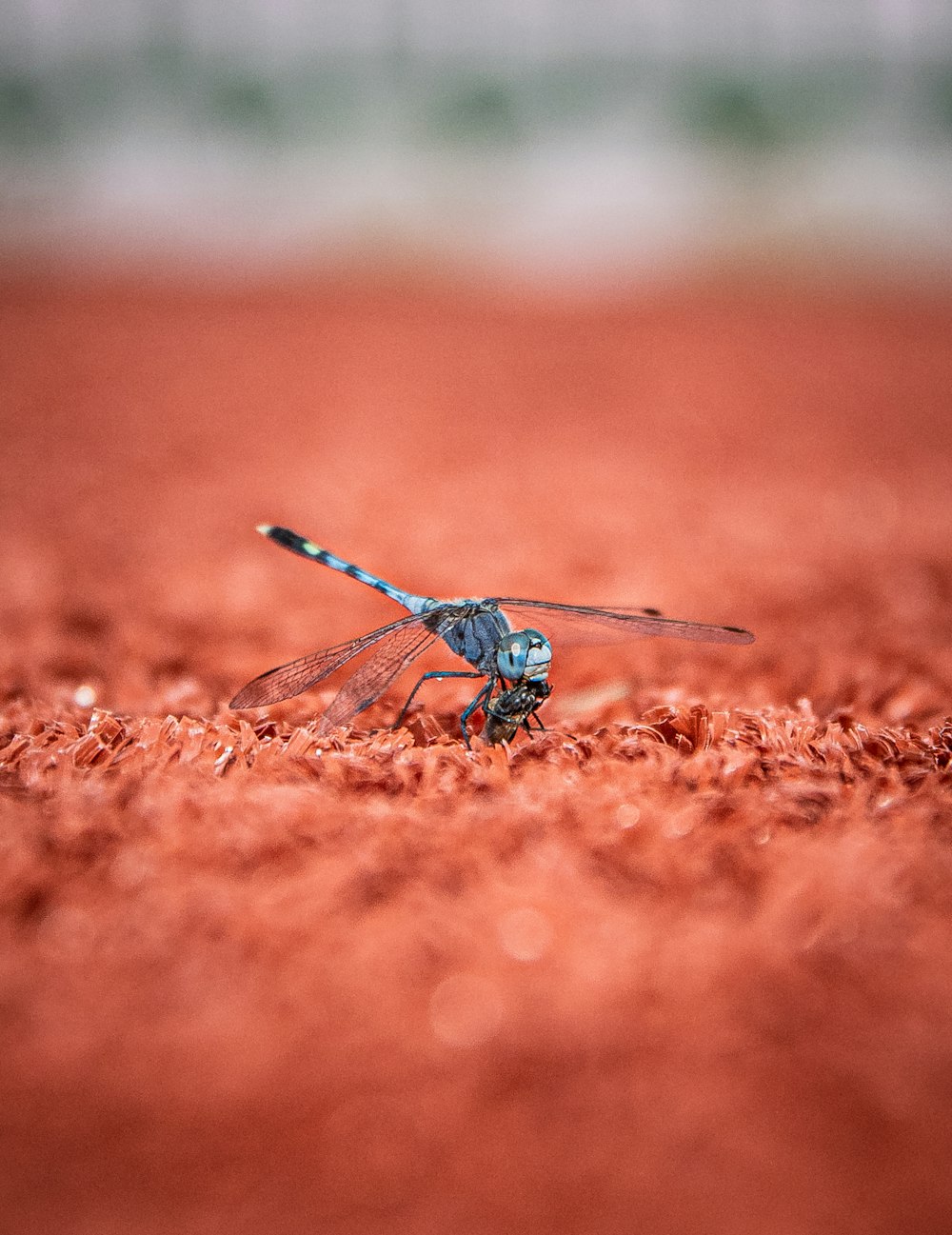 black and white dragonfly on red surface
