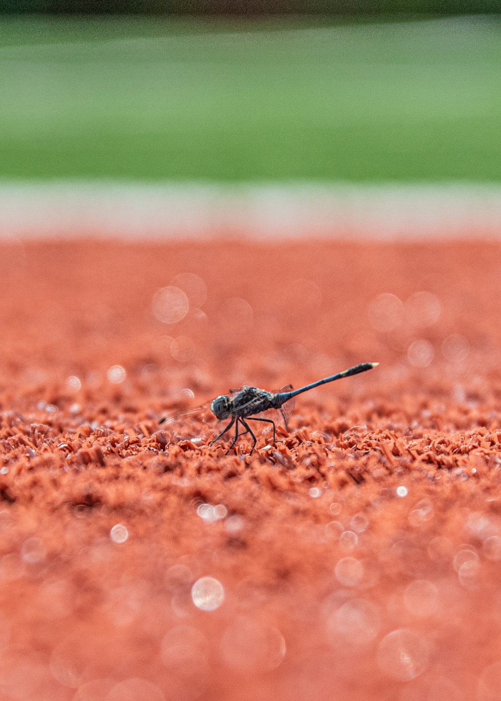 dragonfly on the ground photography