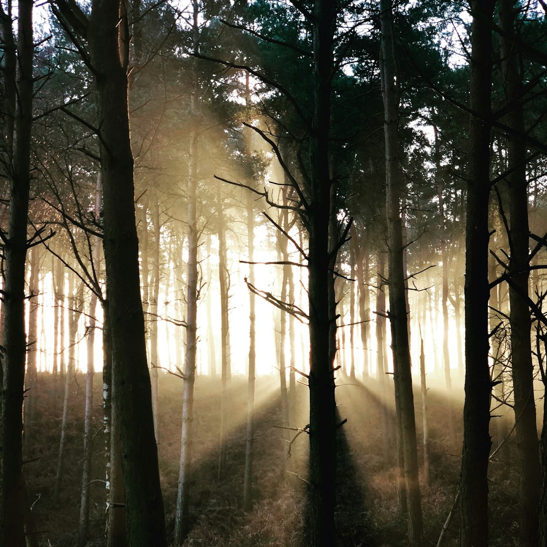 Forest photo spot Albury West Sussex