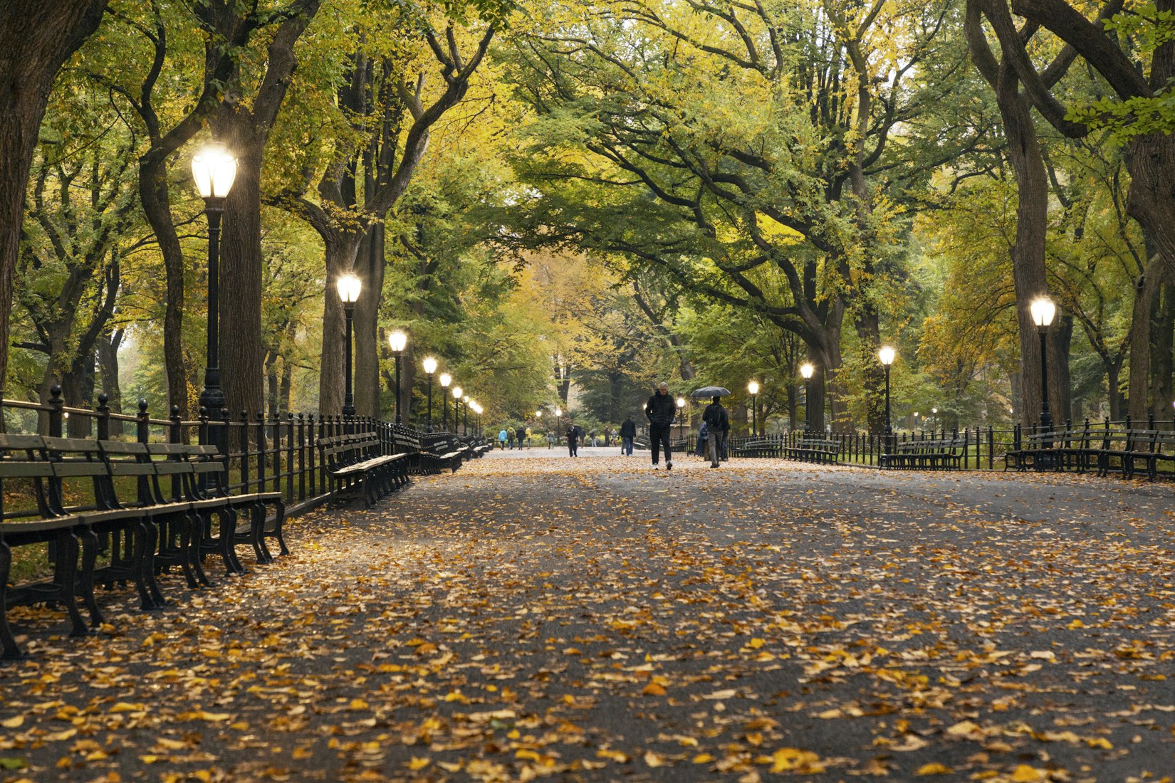 people in central park during autumn
