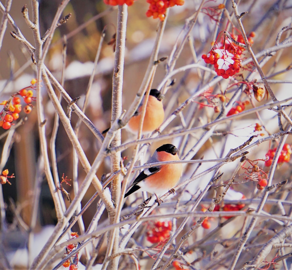 birds on tree