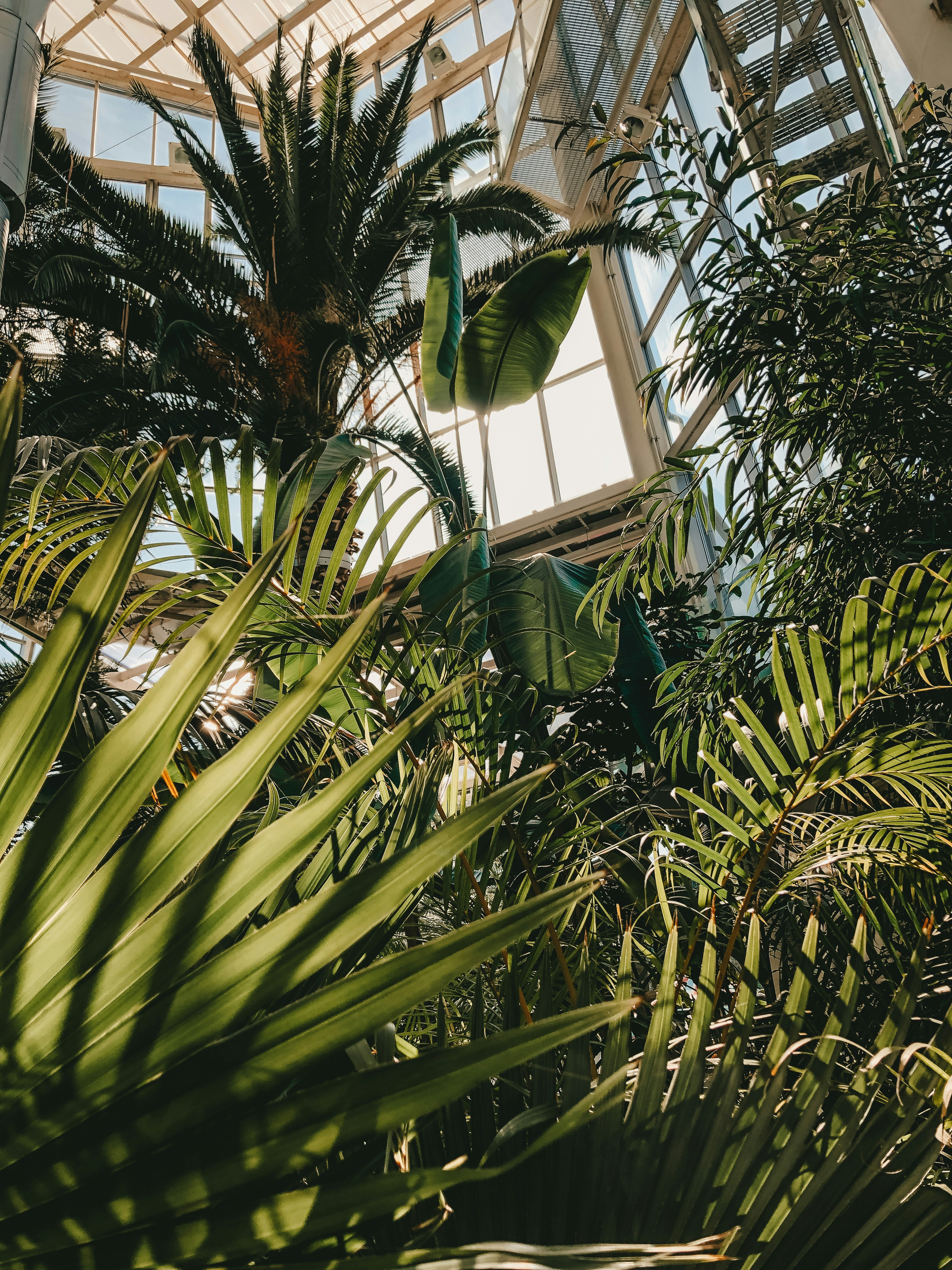 green banana tree near window