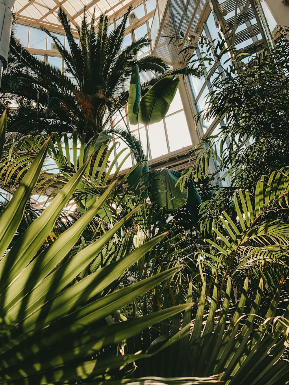 green banana tree near window