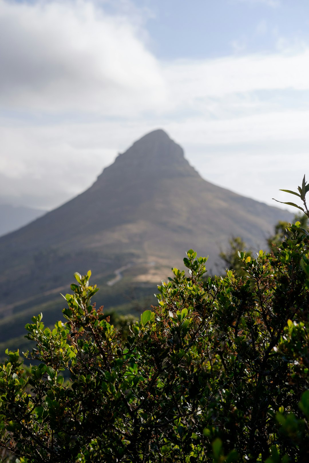 leaves and mountain at the distance during day