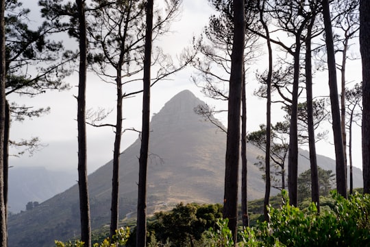 green mountain behind trees during daytime in Signal Hill South Africa