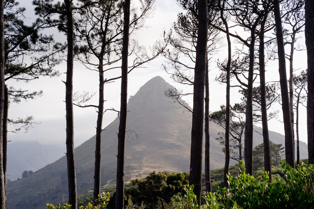 green mountain behind trees during daytime