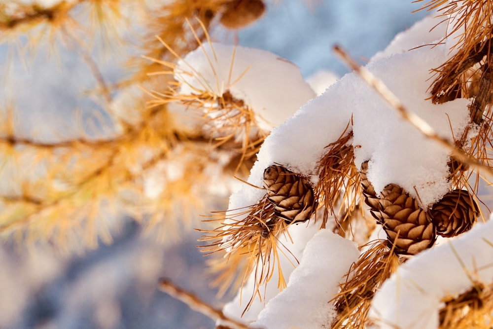 snow covered pinecones