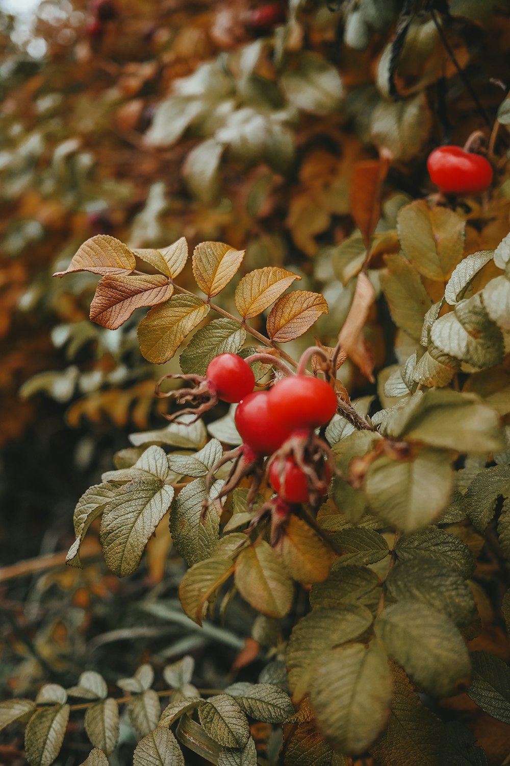 shallow focus photo of red fruits