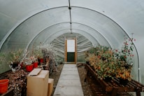 Inside a greenhouse made of transparent plastic, filled with various plants in pots. The aisle is clear and flanked by wooden shelves holding the plants, some of which are flowering. Several cardboard boxes are placed near the left-hand side with an orange bucket nearby. The far end features a door with a partially visible notice or sign.