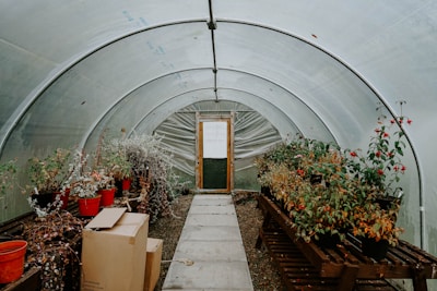 Inside a greenhouse made of transparent plastic, filled with various plants in pots. The aisle is clear and flanked by wooden shelves holding the plants, some of which are flowering. Several cardboard boxes are placed near the left-hand side with an orange bucket nearby. The far end features a door with a partially visible notice or sign.