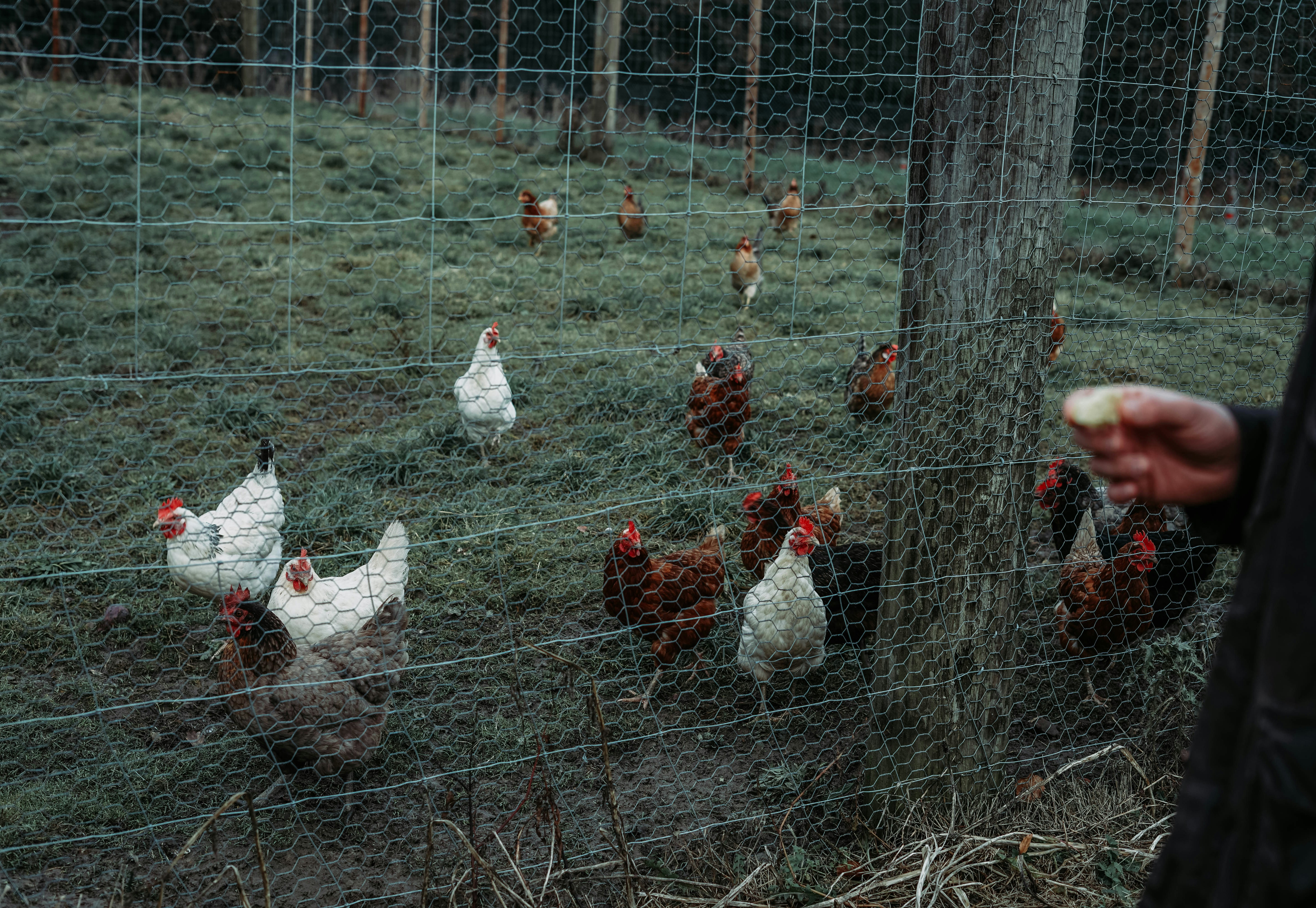 a group of chickens in a field behind a fence