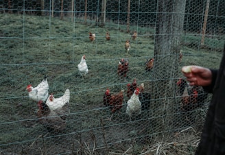 a group of chickens in a field behind a fence